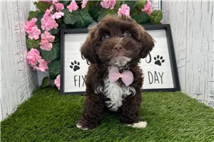 Jesper - Havanese for sale