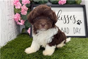 Christian - puppy for sale
