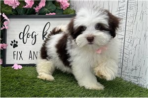 Denver - Havanese for sale