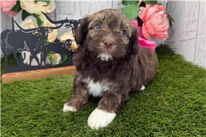 Kyrie - Havanese for sale