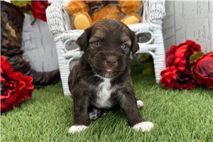 Stanley - puppy for sale