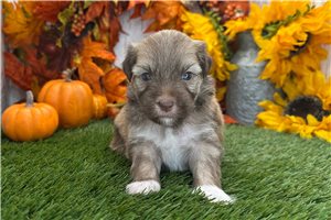 Atticus - Havanese for sale