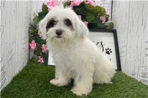 Cindy - Havanese for sale