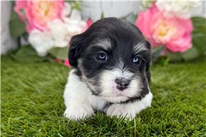 Kimberly - puppy for sale