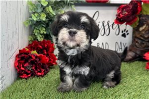 Kayla - Havanese for sale