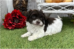 Odin - Havanese for sale