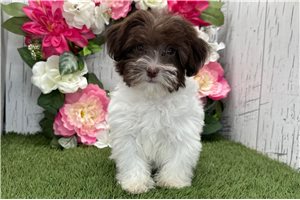Jessica - Havanese for sale