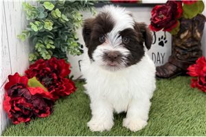 Killian - Havanese for sale