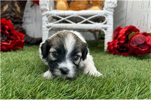 Shayna - puppy for sale
