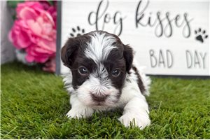 Jonathan - puppy for sale