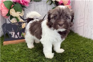 Khloe - Havanese for sale