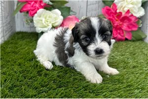 Saffron - puppy for sale