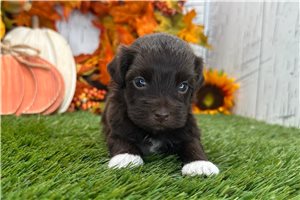 Langston - Havanese for sale