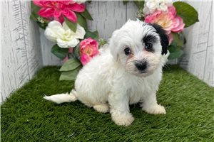 Valerie - puppy for sale