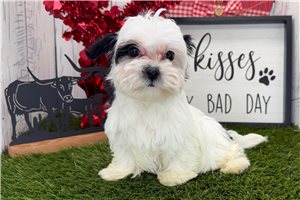 Luna - Havanese for sale