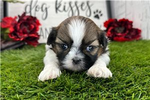 Gage - Havanese for sale