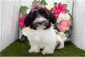 Samantha - Havanese for sale