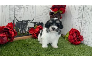 Molly - puppy for sale