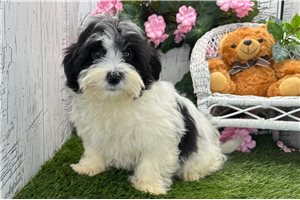 Herald - Havanese for sale