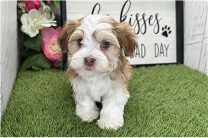 Lyra - Havanese for sale