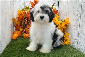 Adam - Havanese for sale