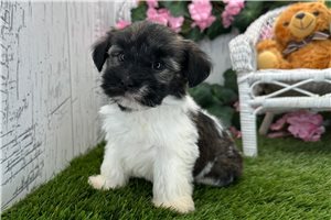 Samuel - Havanese for sale