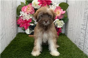 Kiki - Havanese for sale