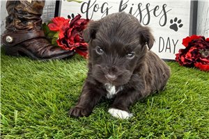 Gerardo - Havanese for sale