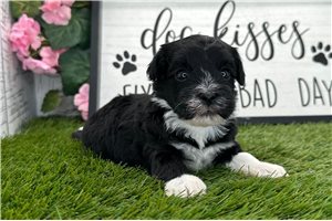 Brett - Havanese for sale