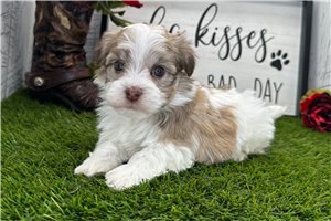 Dillon - puppy for sale