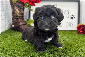 Dorothy - puppy for sale