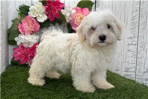Dusty - puppy for sale