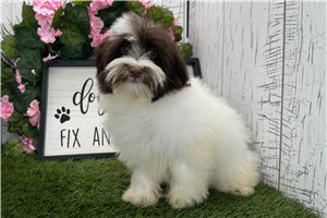 Pepper - Havanese for sale