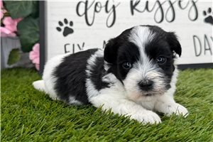 Bethany - puppy for sale