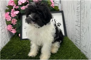 Norris - Havanese for sale