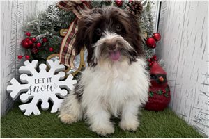 Georgia - Havanese for sale