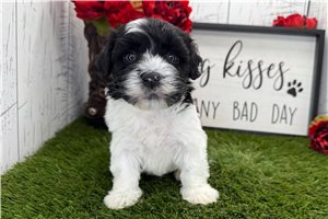 Draco - puppy for sale