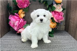Cowboy - puppy for sale