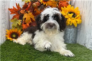 Tina - Havanese for sale