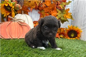 Lane - puppy for sale