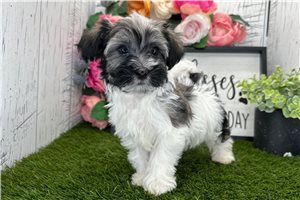 Voltage - Havanese for sale