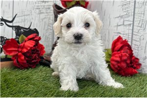Dusty - puppy for sale