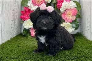 Dorothy - Havanese for sale