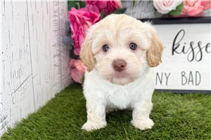 Hannah - Havanese for sale