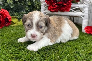 Cameron - puppy for sale