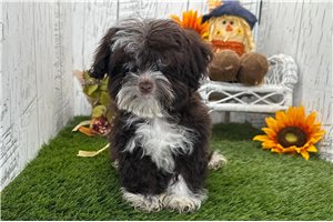 Breslin - puppy for sale
