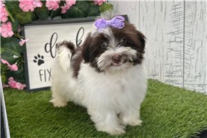 Pepper - Havanese for sale