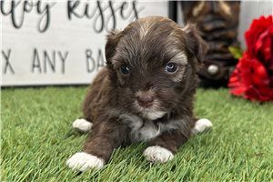 Plum - puppy for sale