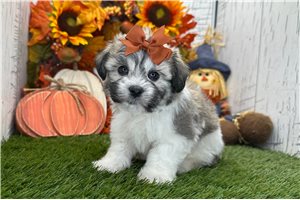 Flower - Havanese for sale