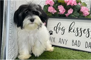 Kairo - Havanese for sale